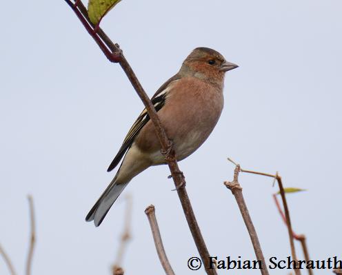 Heimische Vogelarten Im Winter Bilder